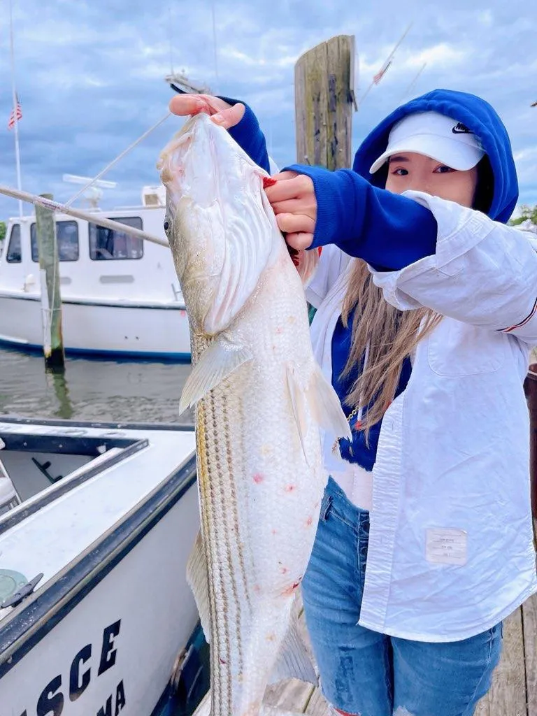 Guest with a striped bass at the dock next to the PESCE in Falmouth